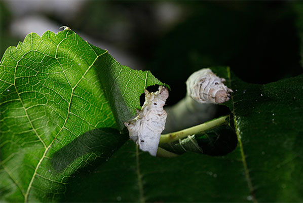 上海体育频道:2025-2027年我国真丝锭子工业研讨陈述