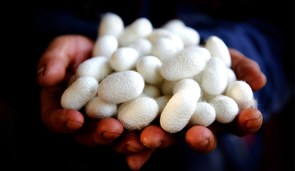 上海体育频道:生机我国调研行 百年丝绸厂乘春风织锦图